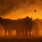 일출,<b>일몰</b>에 찍은 아프리카 야생