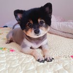 심폭 우리집 댕댕이들ㅋㅋㅋㅋㅋ
