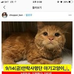 오늘 <b>입양</b>안되면 안락사당하는 새끼 고양이래
