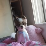 [강아지] 우리<b>집</b> 강아지 쿤이3