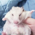 [댓글부탁해] 인생 최대 몸무게 <b>달성</b>했음