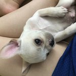 [방탈죄송] 집에있는 뽀시래기 자랑해<b>보자</b>