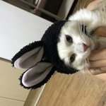 냥이는 사랑입니다..
