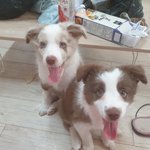 [강아지] 개<b>튜버</b> 시작했어용