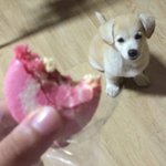 [댓글부탁해] <b>이</b> <b>강아지</b> 왜 유명한거야