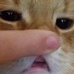 [고양이] 냥이 <b>이빨</b> 봐ㅜ