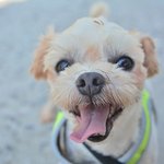 단지/말티즈/<b>남아</b>(중성화완료)/5살/2.5kg 손길이 아직은 어색한...