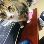 [고양이] 16년도에 판에서 고양이 데려왔어요~