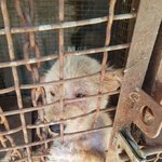 [강아지] 온몸 <b>피부병</b>이였던 버터 입양소식