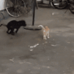 널 <b>맴매</b>하개