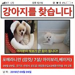 [강아지] 입양자가 잃어버리고 잠수탔습니다