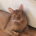 우리집 고양이 자랑<b>타임</b>