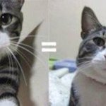고양이 소고기줘도돼?