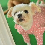 <b>모네</b>/말티즈/여아/6살/3kg 동글동글한 <b>모네</b>    *동그랗고 복스런...