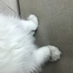 [꼭봐주세요] 우리집에는 먼지가 살아요