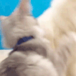 [드루와] 너넨 이런 친구어떰..??<b>추반점</b>