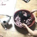 [<b>염소</b>] 우리집 염생이 보고가세요~자랑임