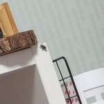 왕파리 어케 죽여ㅠㅠㅠㅠㅠ