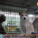 <b>이</b> <b>강아지</b> 어때???