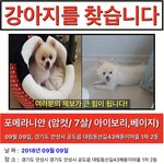 [강아지] 입<b>양자</b>가 잃어버리고 잠수탔습니다.