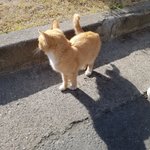 [조언부탁해] 길냥이들한테 음식 뭐 주ㅓ야돼??