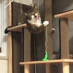 [고양이] <b>두부</b>라는 아이에요6