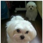 나만 내 <b>id</b>는 강남미인 드라마 ㅈ같냐;