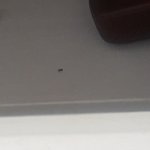 우리 집에 일본 <b>매미</b> 들어옴 ㅠㅜㅠㅠㅠㅠ