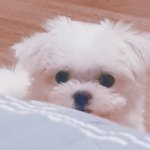 아 나 <b>취향</b> ㄹㅇ한결같은 소나무임ㅋㅋㅋㅋㅋ