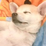 [댓글부탁해] 짱<b>절미</b> 존귀ㅜ