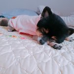 [강아지] (세번째) 심폭 울집 귀욤<b>둥이</b>들이에요:)