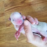 [조언부탁] 이 <b>핏덩이</b>를 어쩌면좋죠..