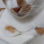 나의 동거묘 도칠이 2018년 9월 어느<b>날들</b>..