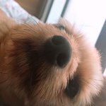 멍때리는 <b>울</b><b>집</b>댕댕이