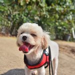 <b>시루</b>/말티즈/남아(중성화완료)/7-8개월추정/2kg *너무 어린...