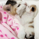 <b>자자</b>옹