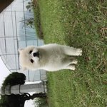 [강아지] 생후 5개월 <b>메루</b> 2탄!!