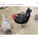 [무무닭] 무무하우스 업그레이드편 - 집에서 부화시킨 청계아리 성장일기