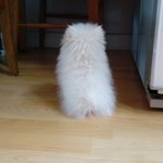[강아지] 작고 <b>소중</b>한 뽀시래기