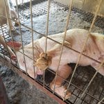 [강아지] 완주<b>번식</b>장에서 구조된 불테리어