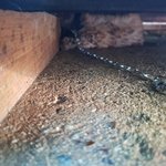 [엔터톡] 뭉뭉이는 역시 <b>똥개</b>! 매력덩어리 순희의 일상..