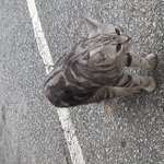 [고양이] <b>유기</b>묘 어떻게 해야하죠?