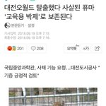[댓글부탁해] 개빡친다 <b>사살</b>된 퓨마 교육용으로 박제된대
