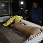 (feat문과충)<b>퓨마</b>야 죽지마