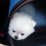 [강아지] 뽀실한 순덕이 <3<3