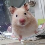 우리집 <b>햄스터</b> 볼사람