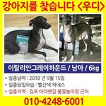 이탈리아그레이하운드 <b>우디</b>를 찾습니다