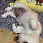 [<b>절미</b>채널] <b>절미</b>는 귀엽다...