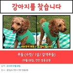 저희 강아지를 찾습니다...도와주세요.
