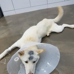 [강아지] 교통사고로 다리가 골절된 <b>백구</b>